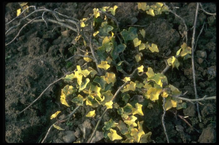 ivy 'Buttercup'