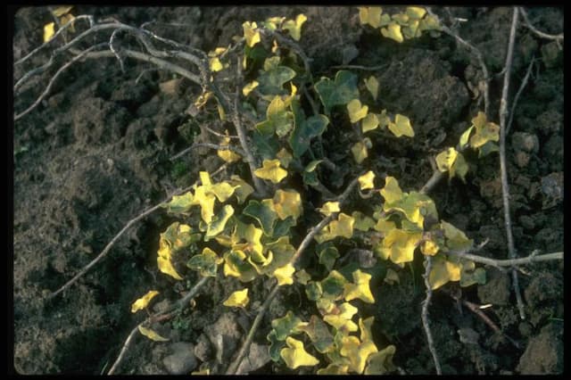 Ivy 'Buttercup'
