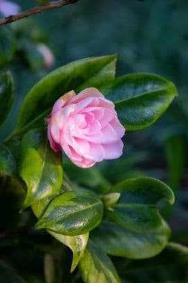 Japanese Camellia 'Kerguelen'