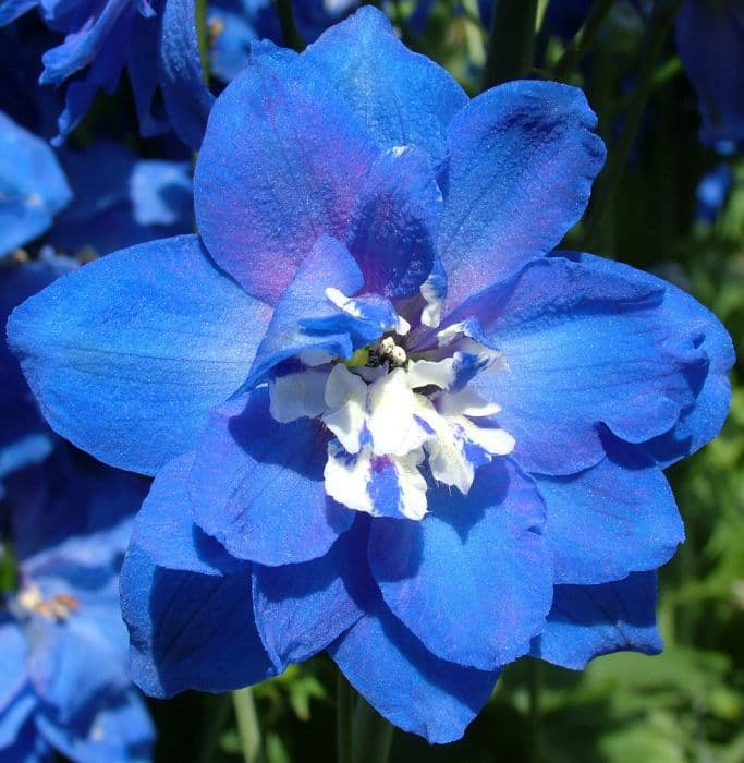 delphinium 'Margaret'