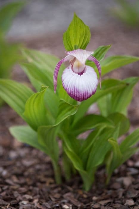 lady's slipper orchid Sabine gx