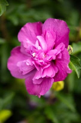 Rose of Sharon 'Sanchoyo'