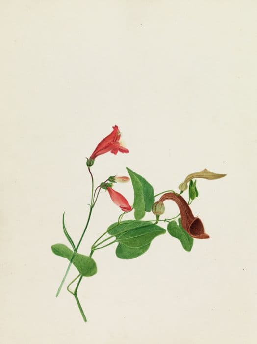 bearded penstemon