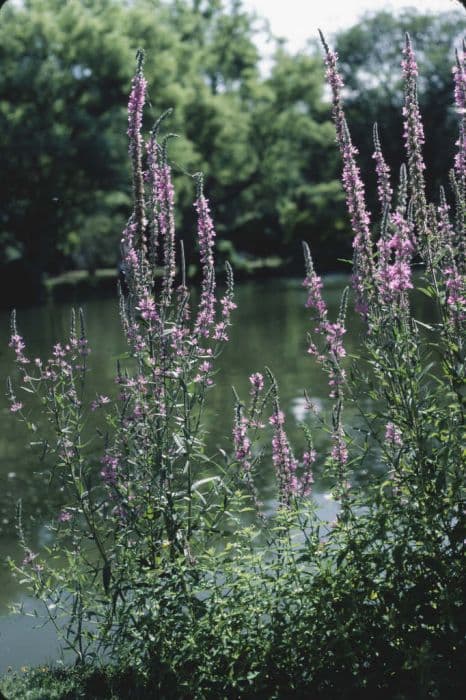 purple loosestrife