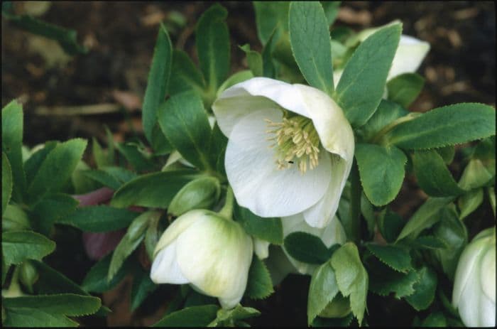 white-flowered hellebore