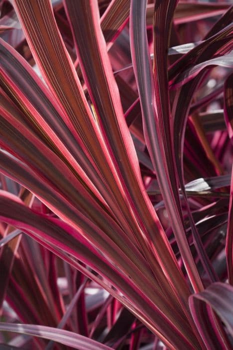 Cabbage palm 'Sunrise'