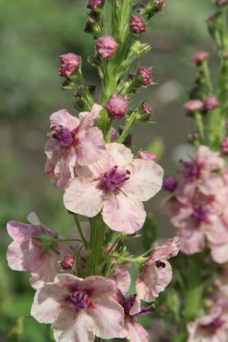 mullein 'Southern Charm'