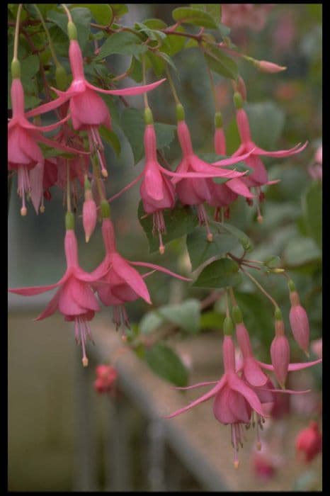 fuchsia 'Jack Shahan'