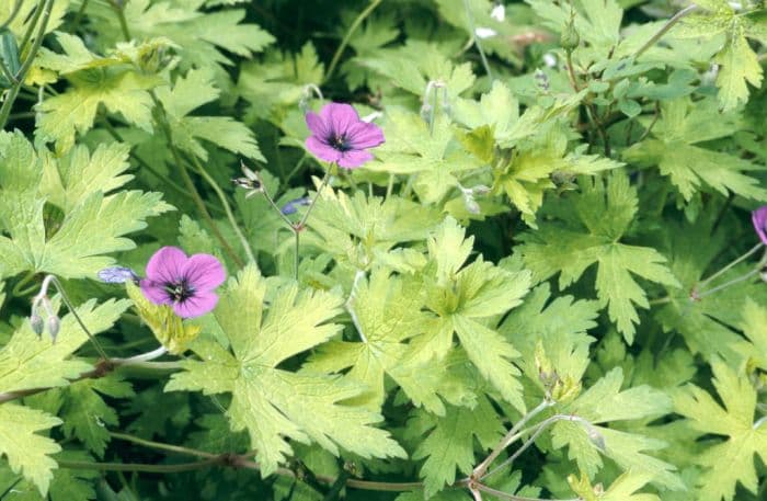 cranesbill 'Ann Folkard'