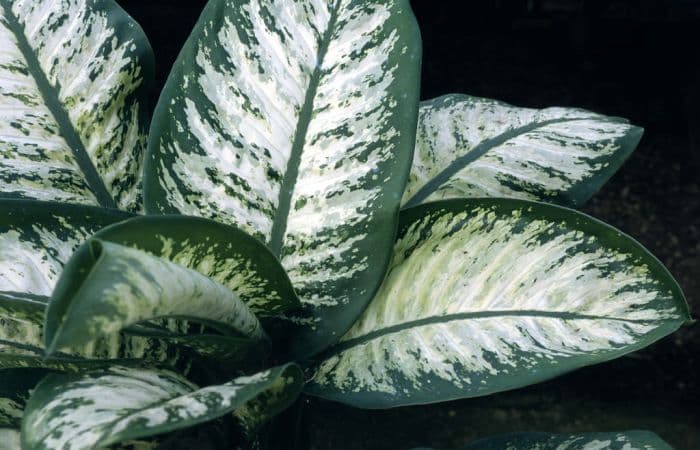 dumb cane 'Tropic Snow'