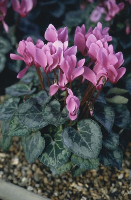 cyclamen 'Miracle Deep Rose'