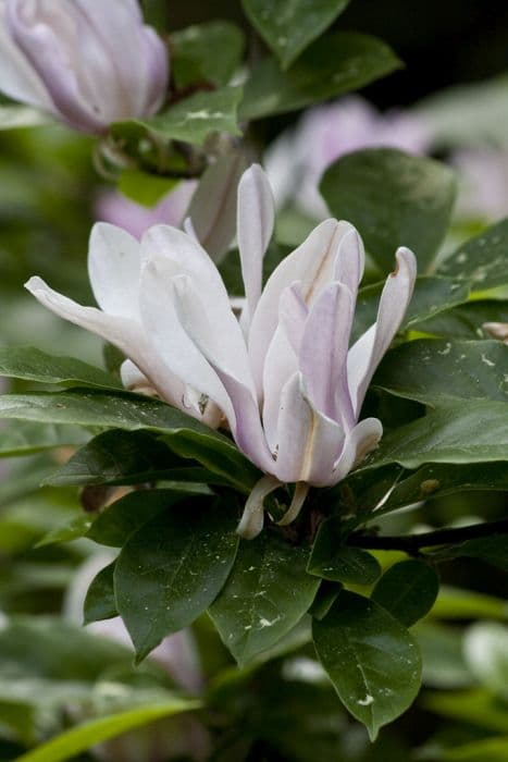 magnolia 'George Henry Kern'