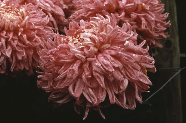 Chrysanthemum 'Rosedew'