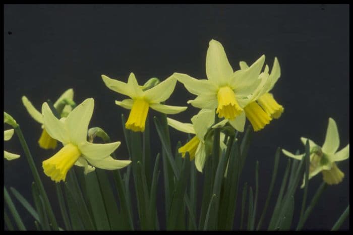 daffodil 'Jenny'