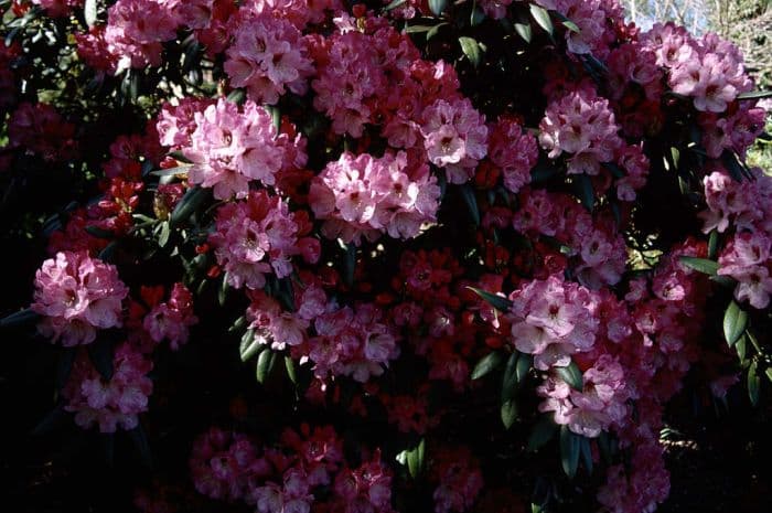 rhododendron 'Renoir'