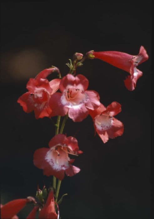 penstemon 'King George V'