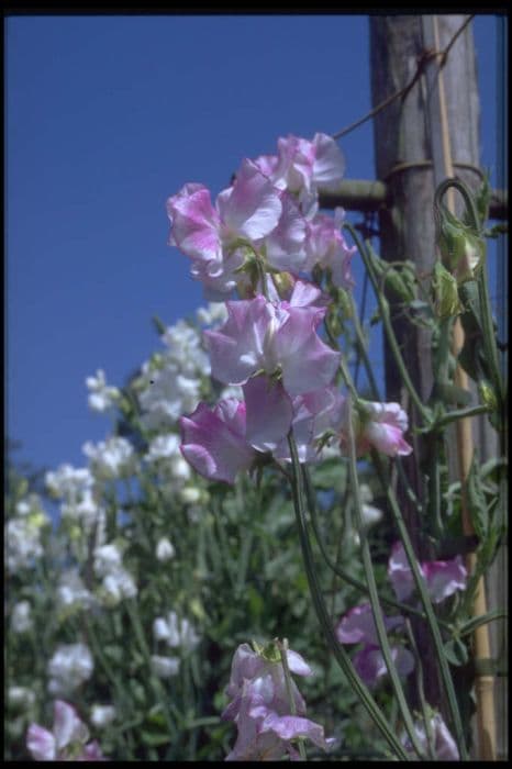 sweet pea 'Toby Robinson'