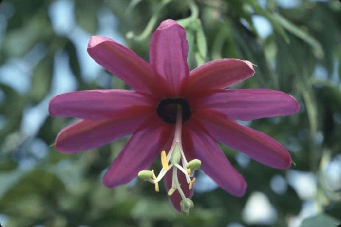 Exeter passion flower