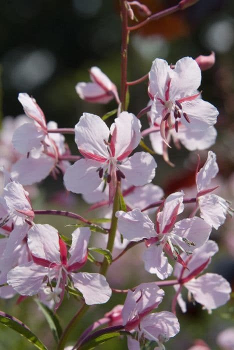 Rosebay willowherb 'Stahl Rose'