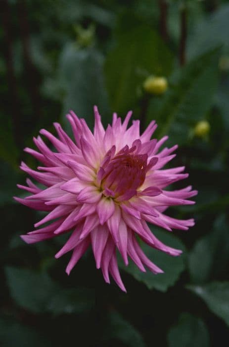 dahlia 'Lilac Taratahi'