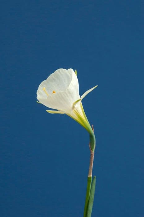 hoop petticoat daffodil 'Mary Poppins'