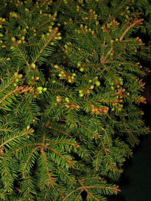 Norway spruce 'Clanbrassiliana'