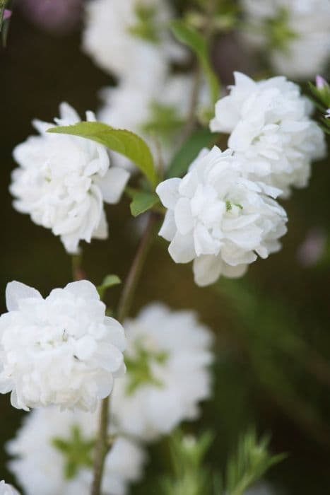 dwarf flowering almond 'Alba Plena'