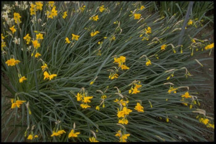 jonquil 'Bunting'