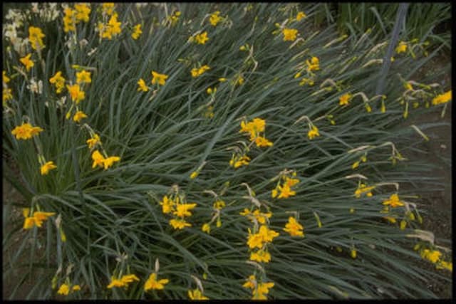 Jonquil 'Bunting'