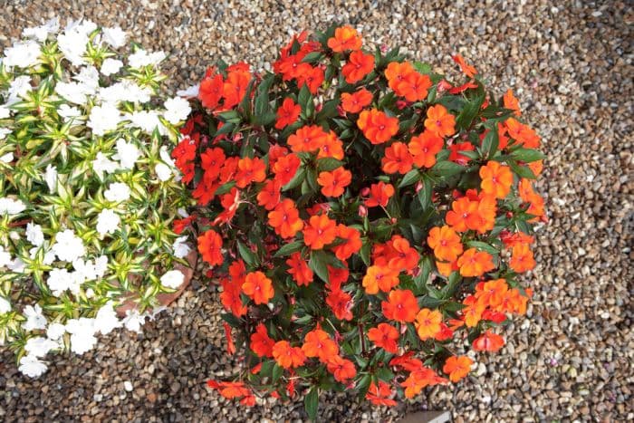 busy lizzie [SunPatiens Compact Orange]