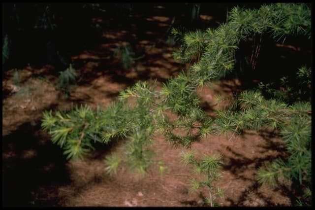 Cedar of Lebanon