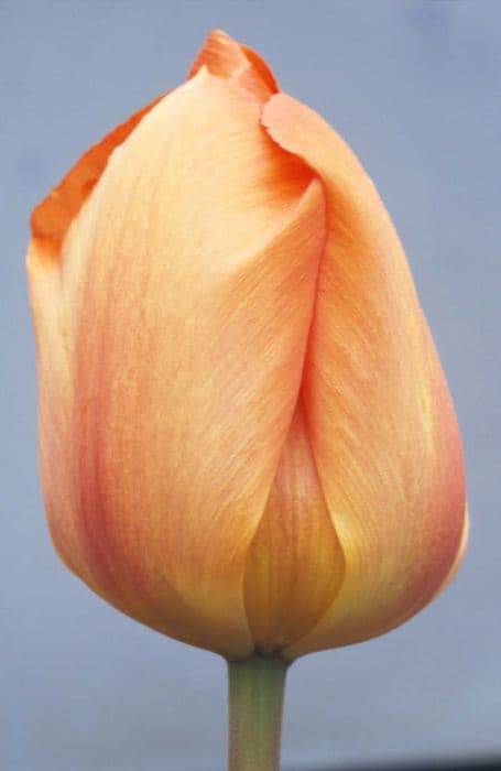 Tulip 'Oranjezon'
