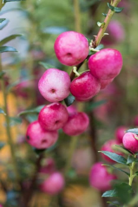 prickly heath 'Lilacina'