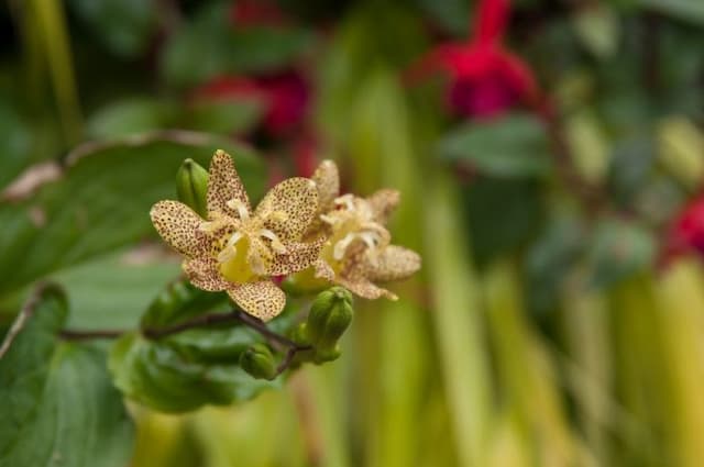 Bright yellow toad lily