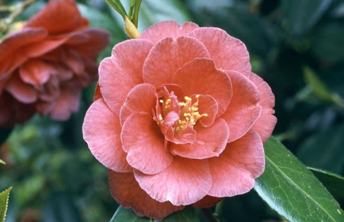 camellia 'Adolphe Audusson'