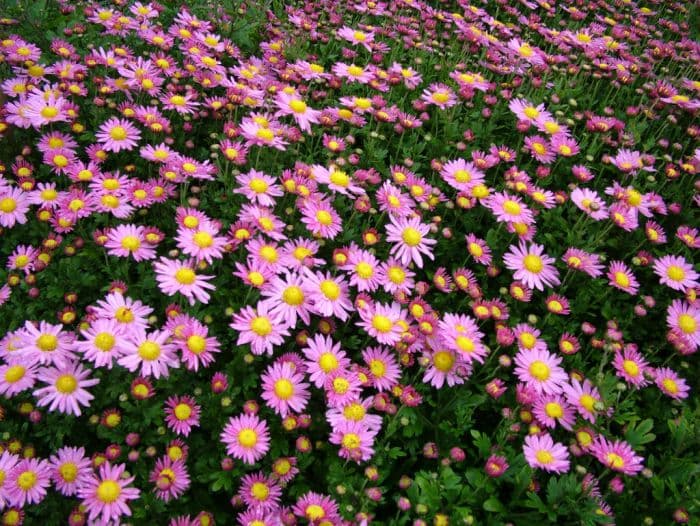 chrysanthemum 'Carmine Blush'