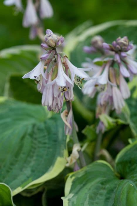 plantain lily 'Minuteman'