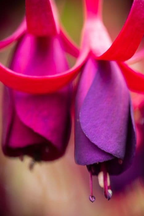 fuchsia 'Delicate Purple'