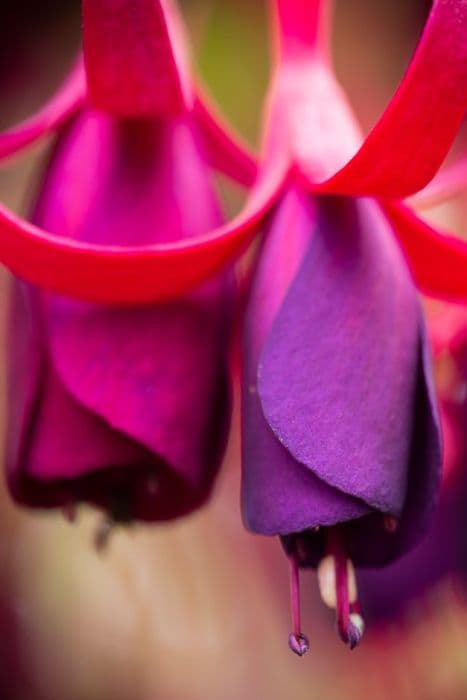 Fuchsia 'Delicate Purple'