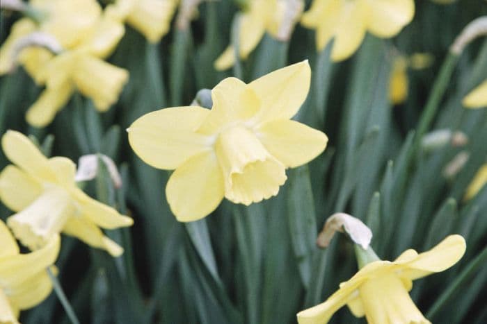 daffodil 'Hambledon'