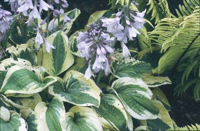 plantain lily 'Wide Brim'