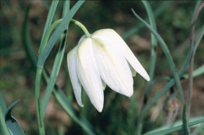 white-flowered snake's head fritillary