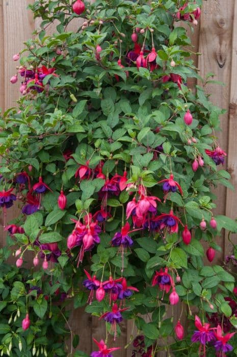 fuchsia 'Voodoo'