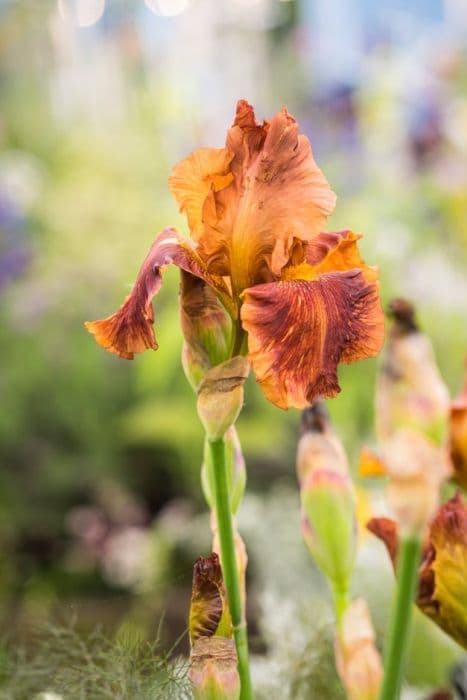 iris 'Carnival Time'