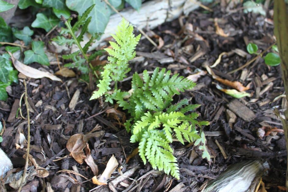 giant chain fern