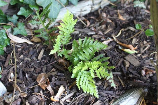 Giant chain fern