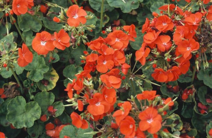 pelargonium 'Orange Appeal'