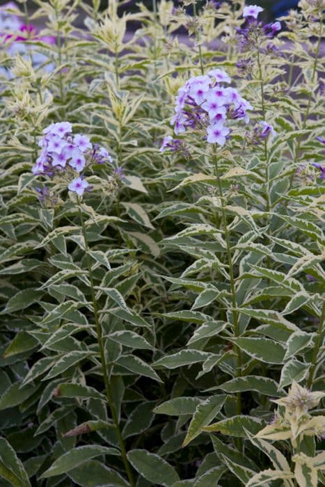 perennial phlox 'Norah Leigh'