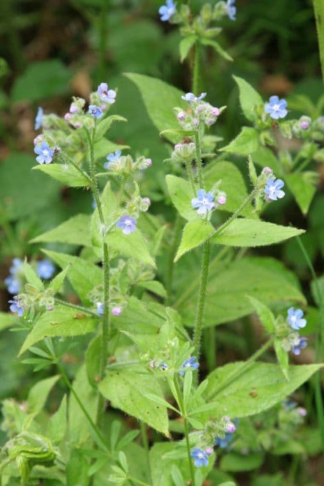 green alkanet