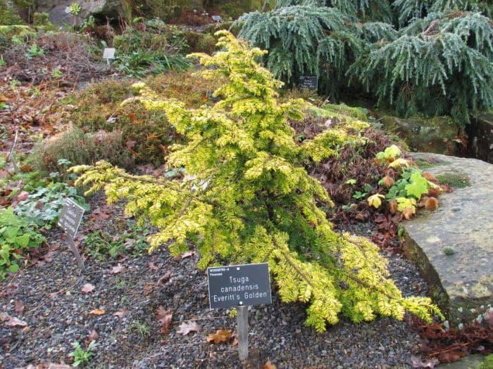 eastern hemlock 'Everitt's Golden'